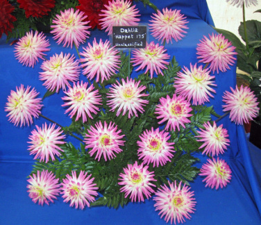 Basket Display of Dahlia ' HAPET IDEAL '   (Min.S.C.)   Haslhofer  Austria  2008   Malvern Show 2008  (David Brown)